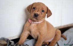Labrador Retriever dogs for sale: Stunning Fox Red Labrador Puppies For Sale - Image 5