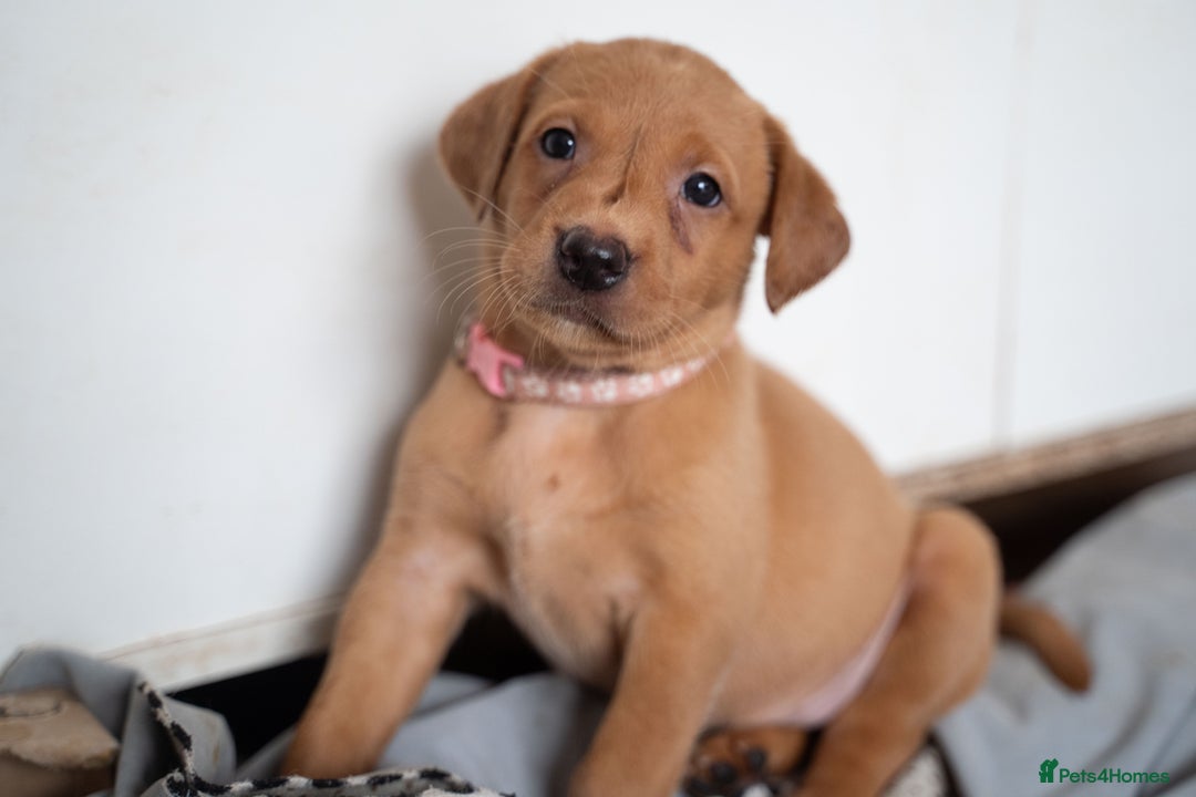 Labrador Retriever dogs for sale: Stunning Fox Red Labrador Puppies For Sale - Image 5
