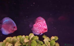 Discus fish for sale: Discuss fish for sale - Image 2
