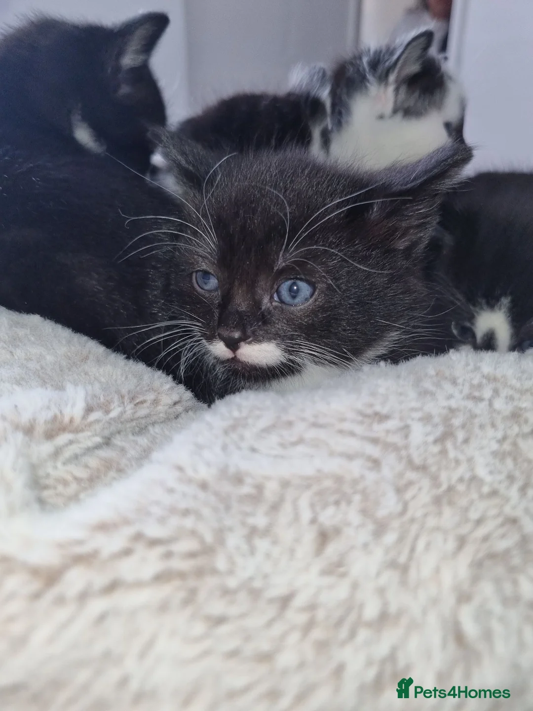 Domestic Shorthair cats for sale: Not vaccinated  - Advert 2