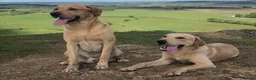Labrador Retriever dogs for stud: LABRADOR STUD FTW SCARRABUS VANGUARD  - Advert 5
