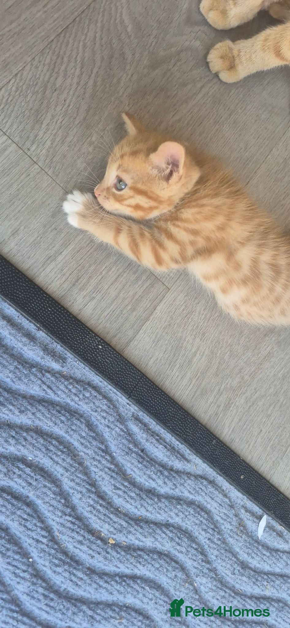 Mixed Breed cats Kittens  - Advert 20