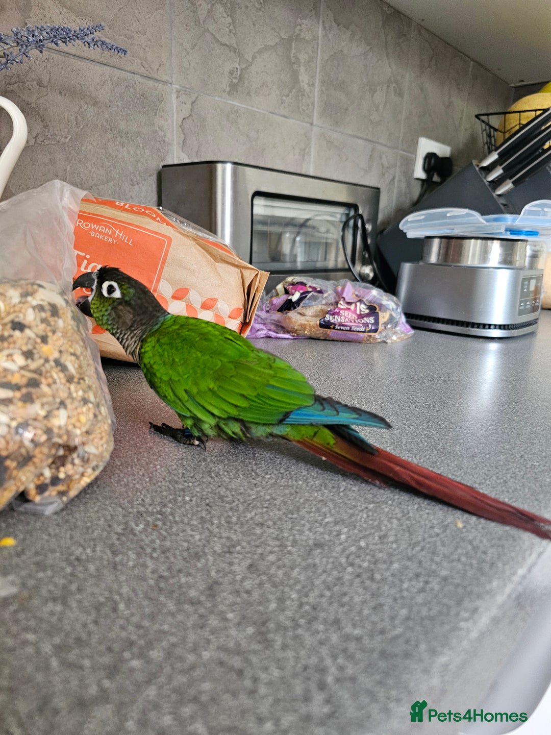Conures birds for sale: Green cheeked conure  - Image 4