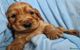 Cocker Spaniel dogs for sale: Beautiful family SHOW cocker spaniels LAST 2 - Image 19