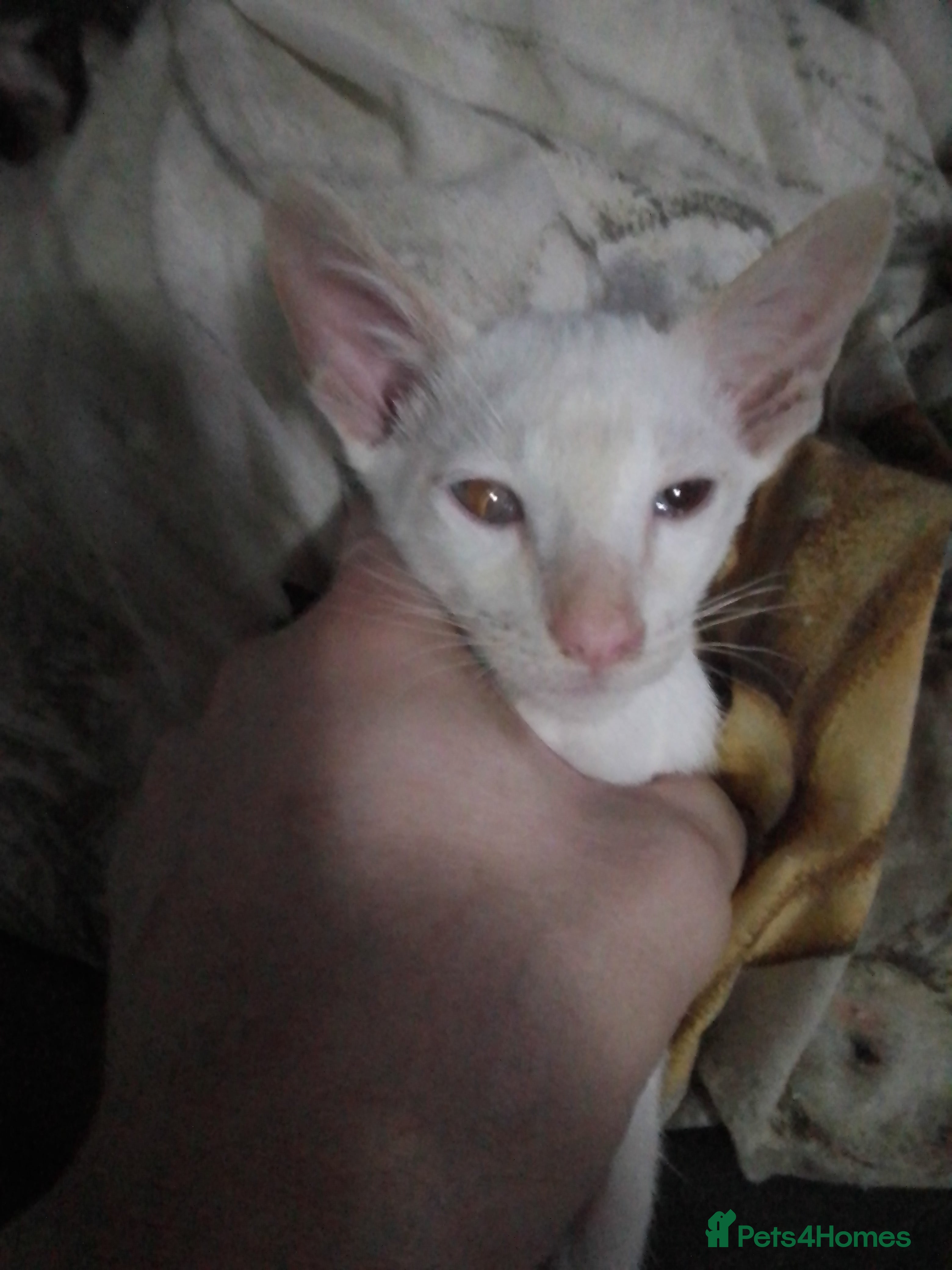 Siamese cats Siamese kittens - Advert 10