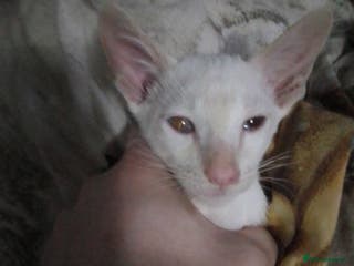 Siamese cats Siamese kittens - Advert 16