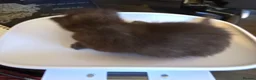 Ragcoon cats for sale: Beautiful smoke blue raccoon/ coon dolls  - Advert 7