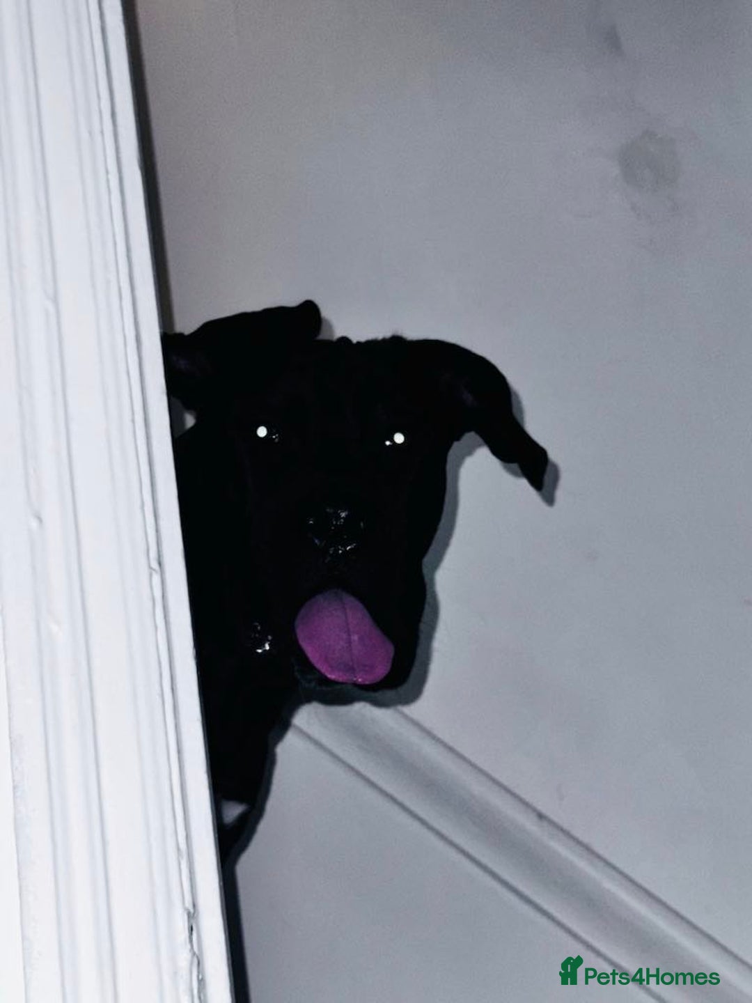 Cane Corso dogs for sale: For sale - Image 5