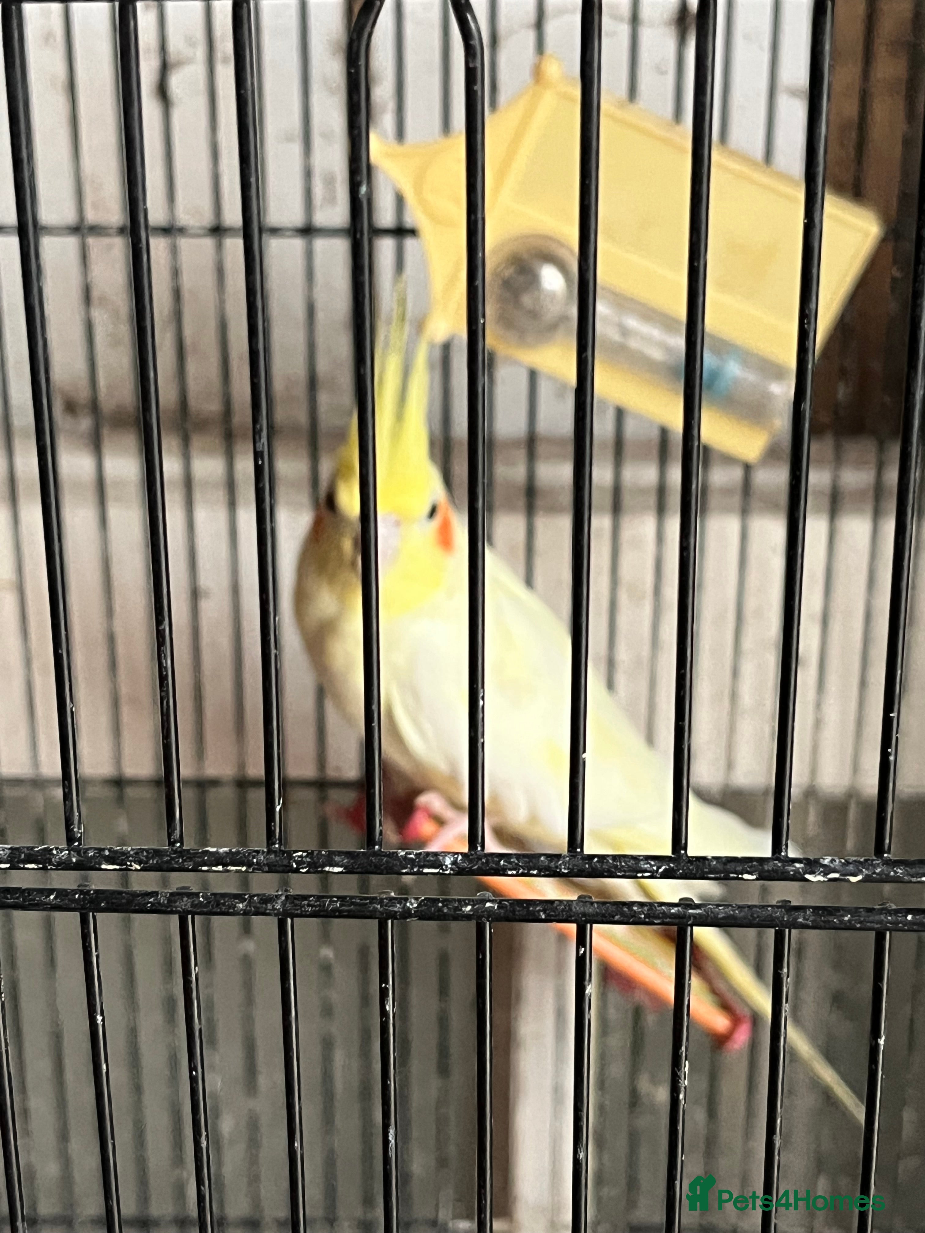 Cockatiels birds X3 Cockatiels for sale  - Advert 4