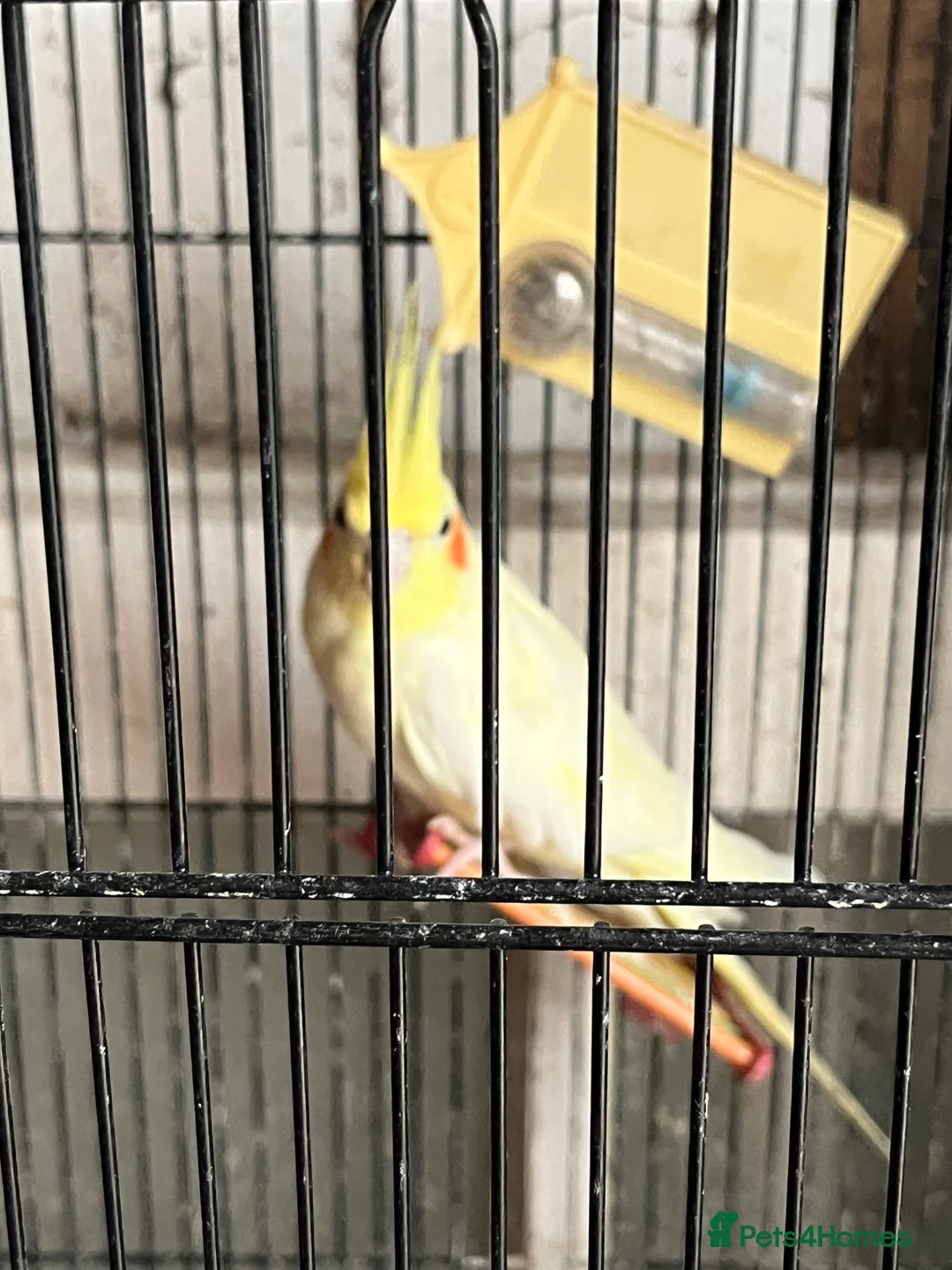 Cockatiels birds for sale: X3 Cockatiels for sale  - Advert 1