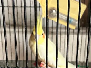 Cockatiels birds X3 Cockatiels for sale - Advert 4