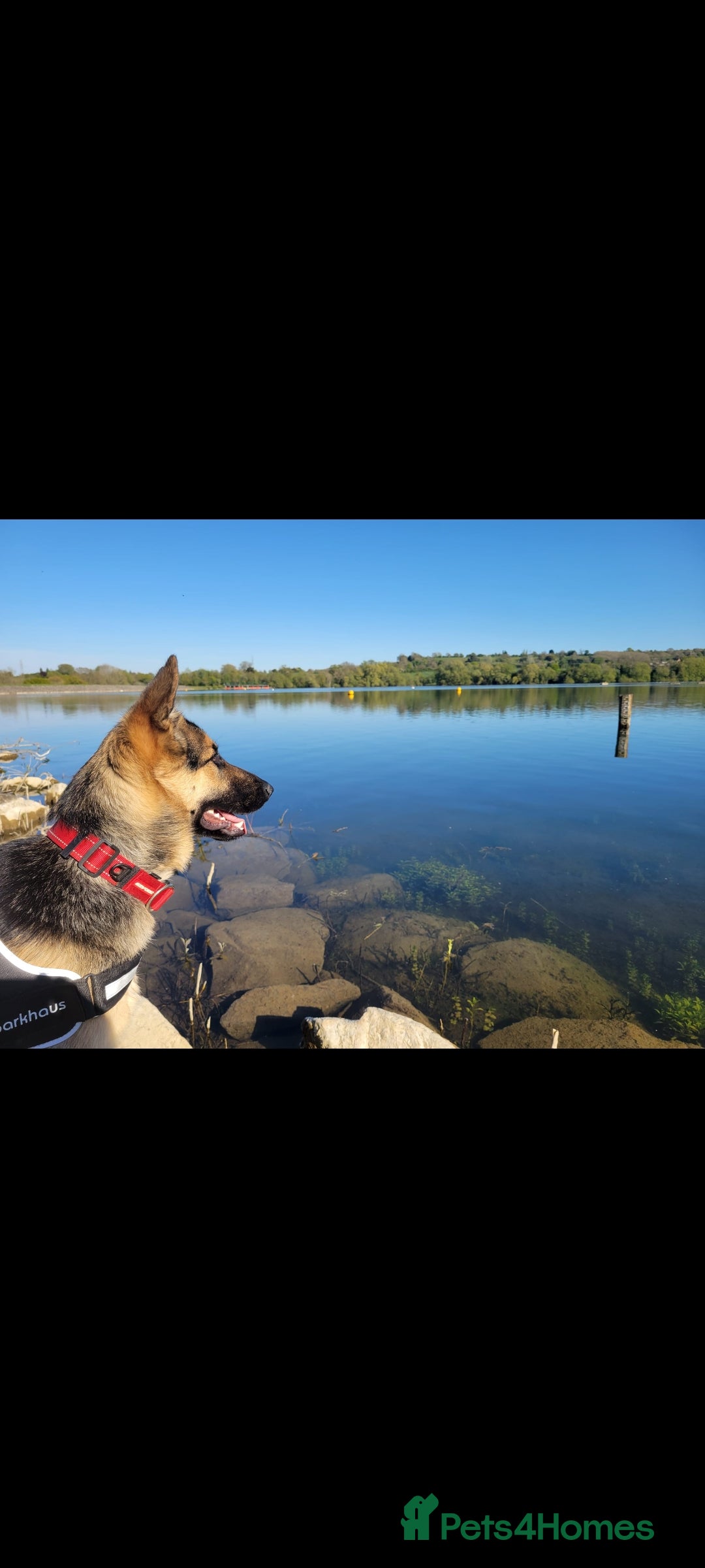 German Shepherd dogs Loving home wanted for Vivi - German Shepherd  - Advert 1