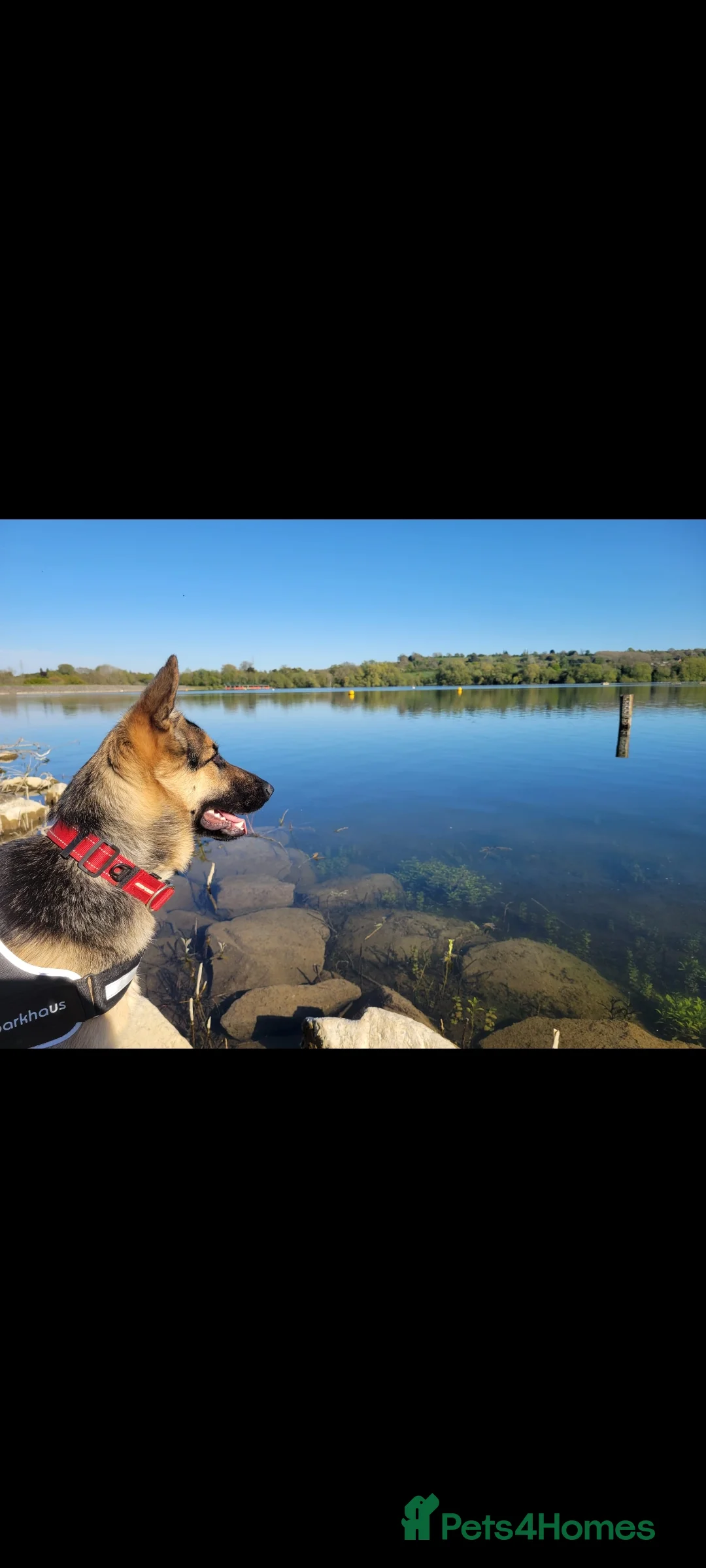 German Shepherd dogs for sale: Loving home wanted for Vivi - German Shepherd  - Advert 1