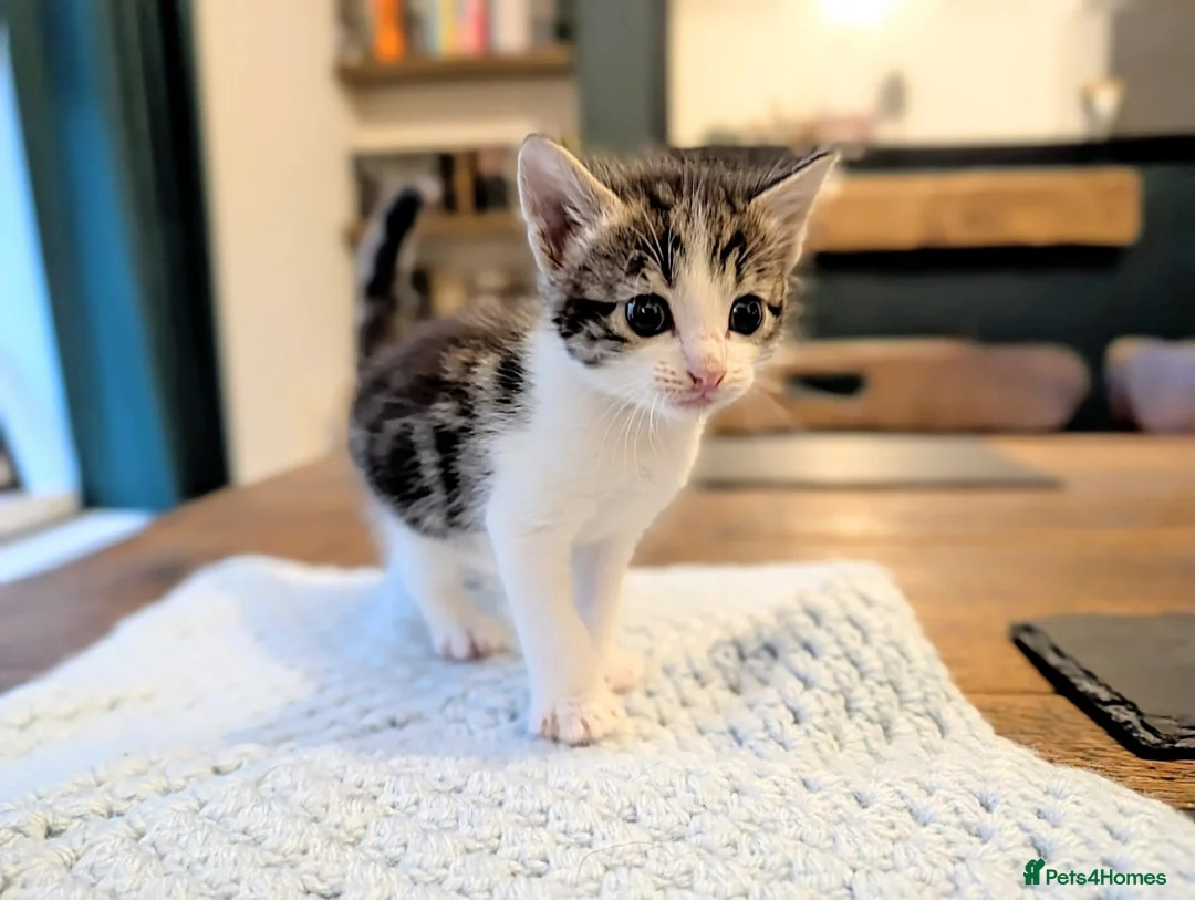 Mixed Breed cats for sale: Beautiful kittens. in Porth - Advert 1