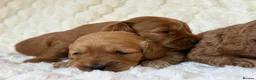 Mixed Breed dogs for sale: 🌟 MALTIPOO X COCKAPOO PUPPIES 🌟  - Advert 10