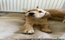 Golden Retriever dogs for sale: Stunning Top Quality Lines Golden Retriever Pups - Image 5