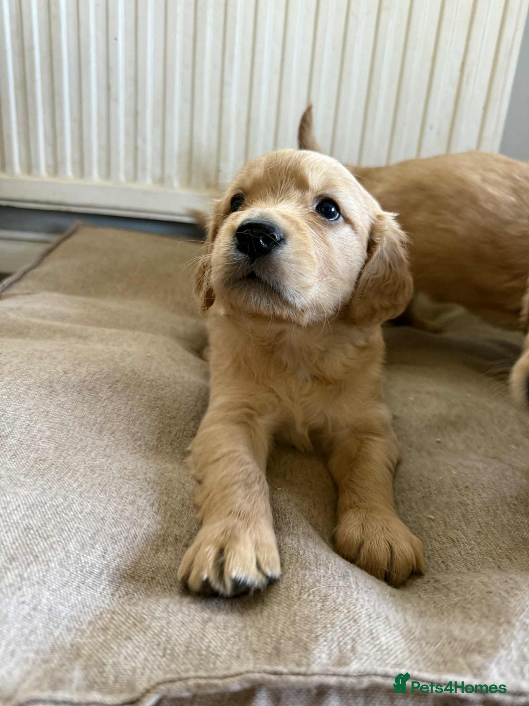 Golden Retriever dogs for sale: Stunning Top Quality Lines Golden Retriever Pups - Image 5