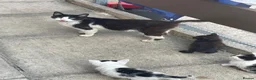 Mixed Breed cats for sale: 4 kittens  - Advert 6