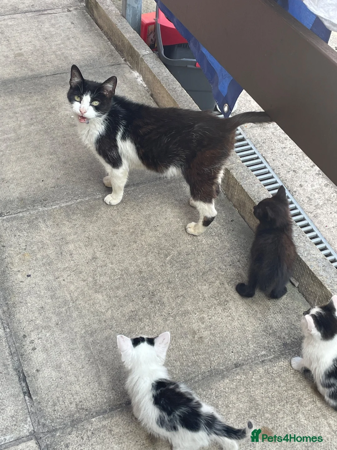 Mixed Breed cats for sale: 4 kittens  - Advert 6