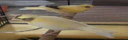 Canaries birds for sale: Beautiful Canaries 7 weeks £30 each or x4 for £110 - Advert 5