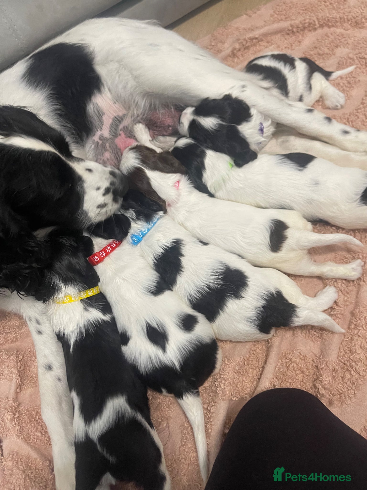 English Springer Spaniel dogs 4 weeks old🐶❤️AdorableSpringerSpanielPuppie 🐶❤️  - Advert 1