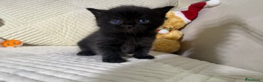 Mixed Breed Kitten 2
