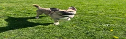Mixed Breed dogs for sale: Husky X in Warrington - Advert 4
