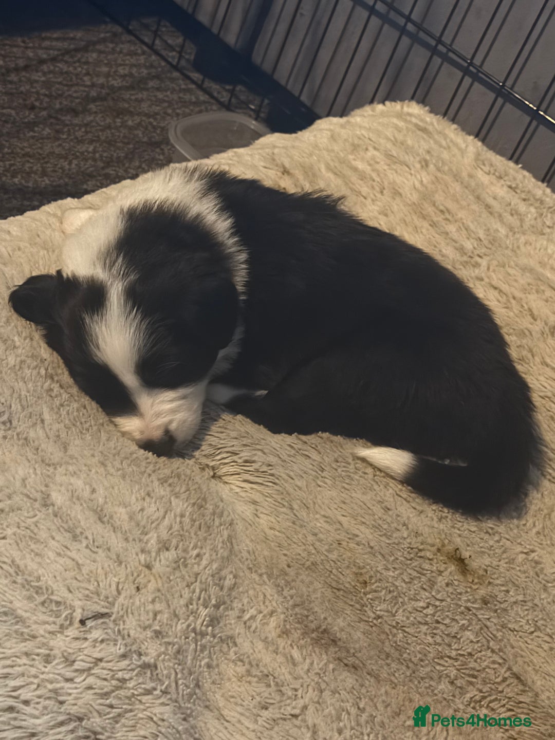 Border Collie dogs for sale: Border Collie Puppies  - Advert 2
