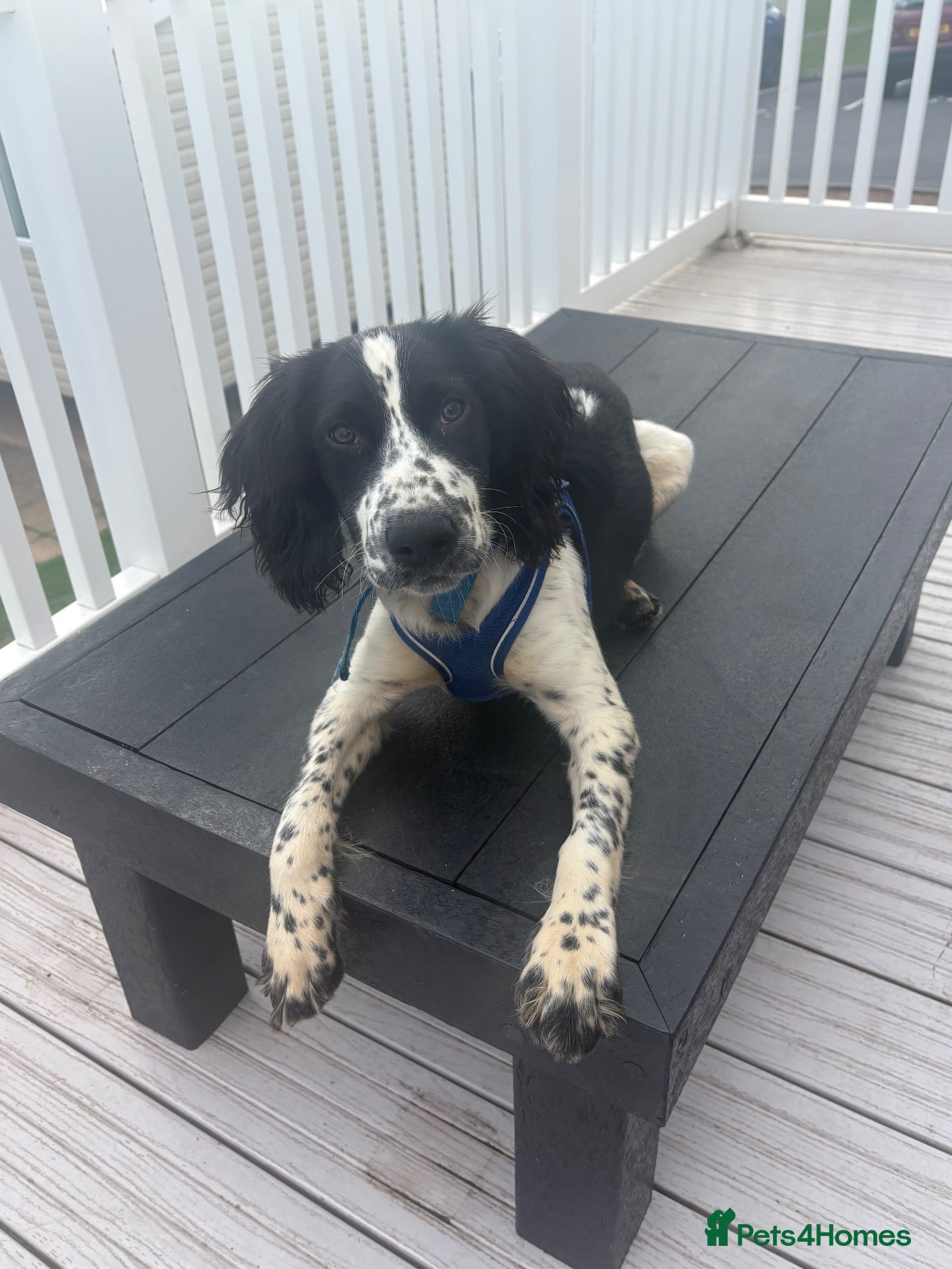 English Springer Spaniel dogs for sale: Gorgeous springer spaniel pup  - Advert 13