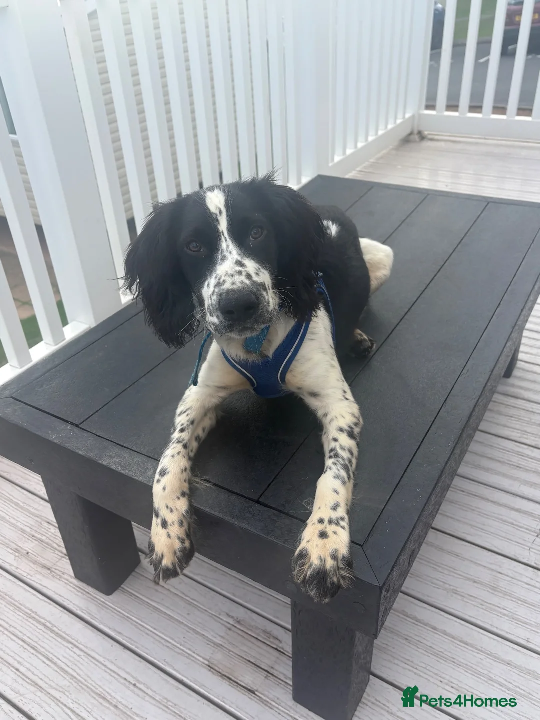 English Springer Spaniel dogs for sale: Gorgeous springer spaniel pup  in Wellington - Advert 1