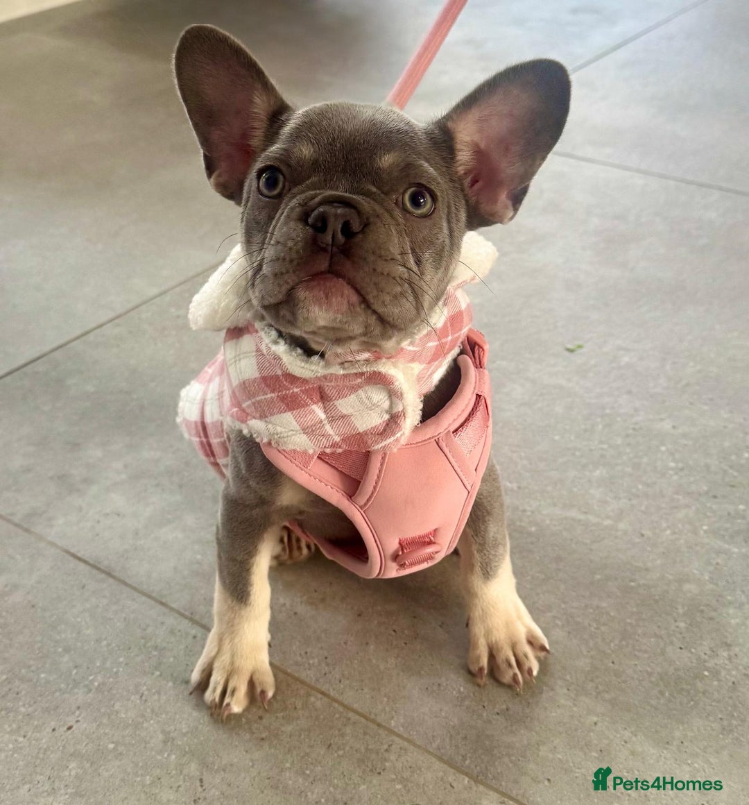 French Bulldog dogs for sale: 7 Month Old Female French Bulldog For Sale - Advert 5