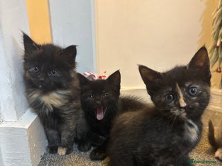 Mixed Breed cats Beautiful Kittens - Advert 8