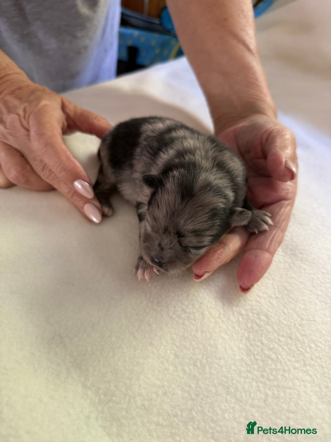 Pomeranian dogs for sale: BEAUTIFUL POMERANIAN PUPPIES  - Image 19