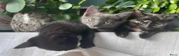 Mixed Breed cats for sale: Sweet sociable kittens - Advert 13