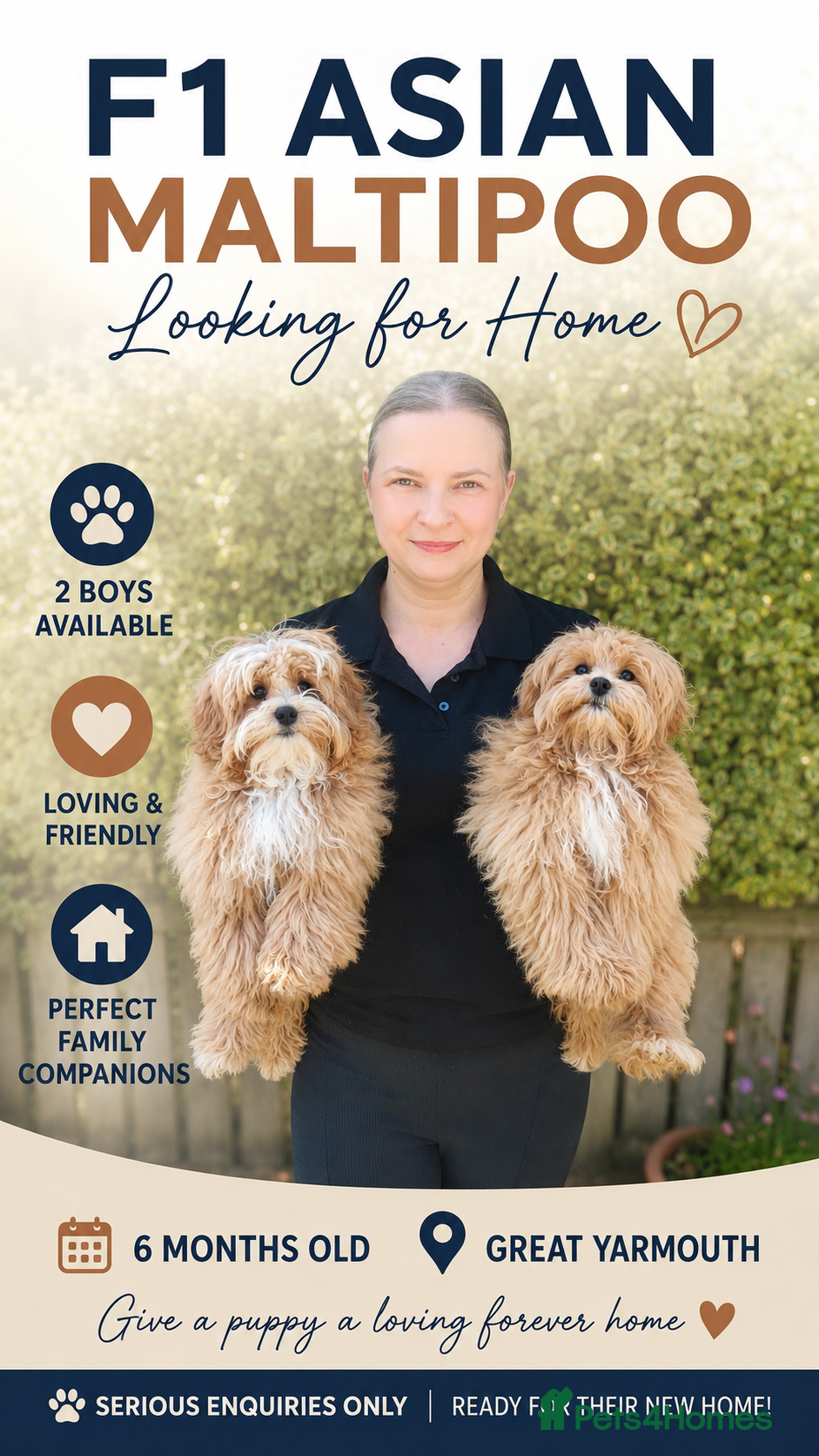 Maltipoo dogs  F1 Asian Maltipoo Puppies  - Advert 1