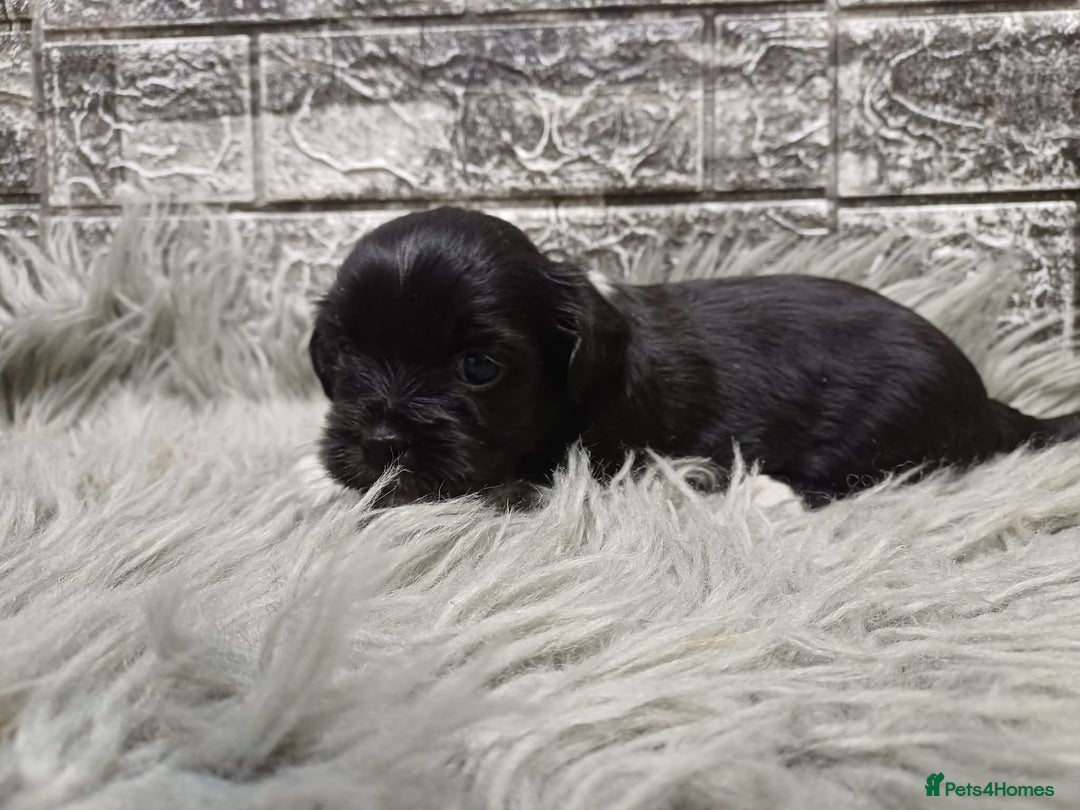 Mixed Breed dogs for sale: Lhasa apso/ shihtzu pups - Advert 3