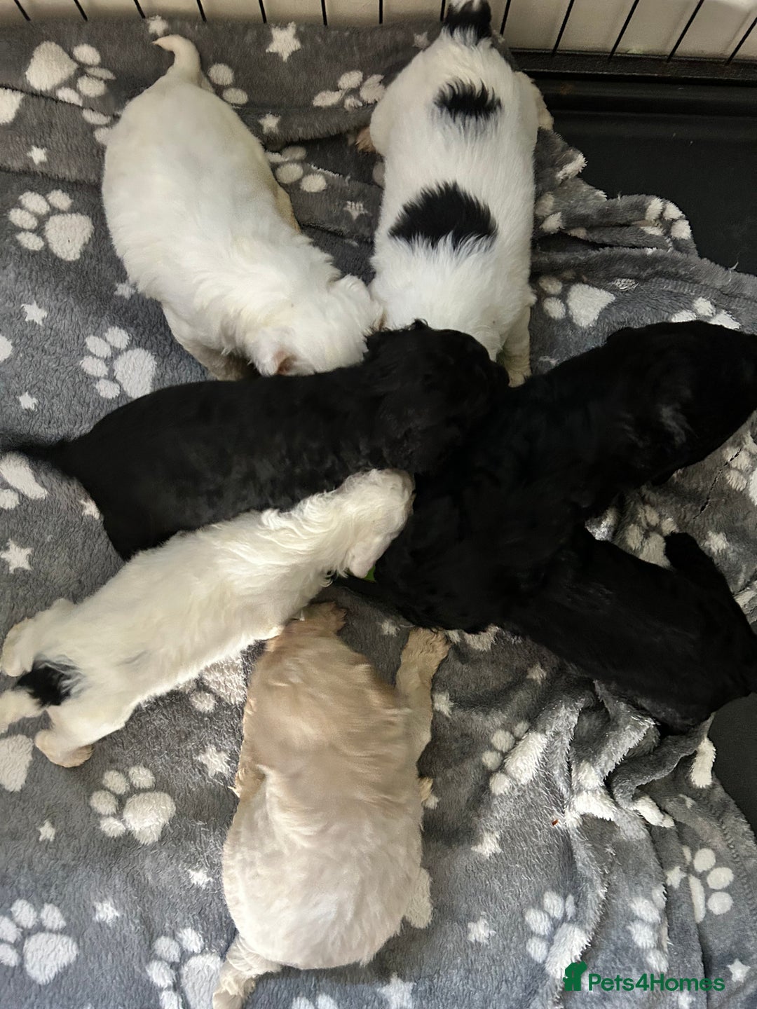 Mixed Breed dogs for sale: READY HALLOWEEN Stunning ShihpooXSproodle puppies - Image 15