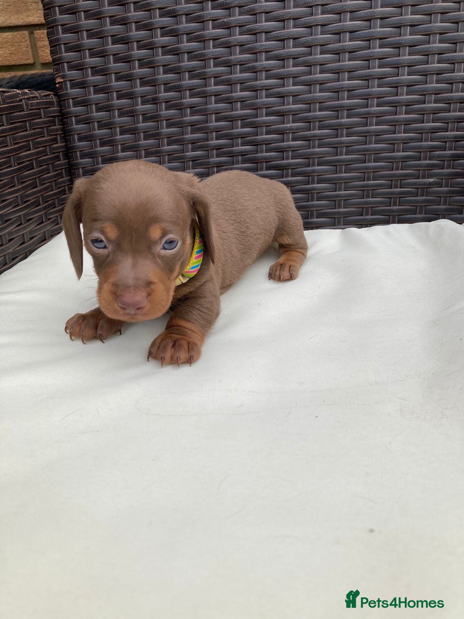 Dachshund dogs Mini Dachshund Puppy   - Advert 13
