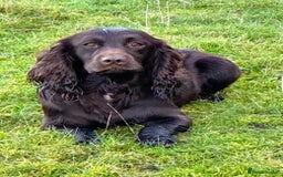 Sprocker dogs for sale: 2 x sprocker pups for sale  - Image 13
