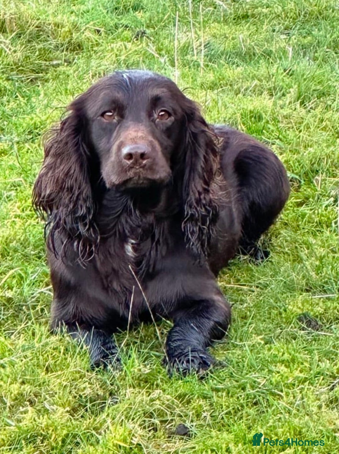 Sprocker dogs for sale: 2 x sprocker pups for sale  - Image 13
