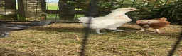 Chickens poultry for sale: Young Friendly Bresse Cockrel (Popcorn) - Advert 8