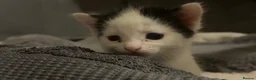Domestic Shorthair cats for sale: Beautiful Male kitten  in Middlesbrough - Advert 5