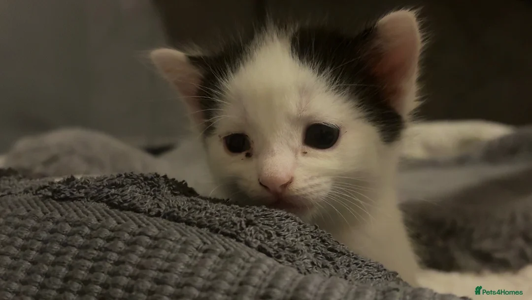 Domestic Shorthair cats for sale: Beautiful Male kitten  in Middlesbrough - Advert 5