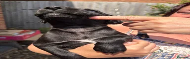 Whippet 2