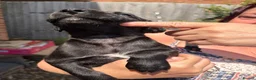 Whippet dogs for sale: Two male whippet puppies  - Advert 18