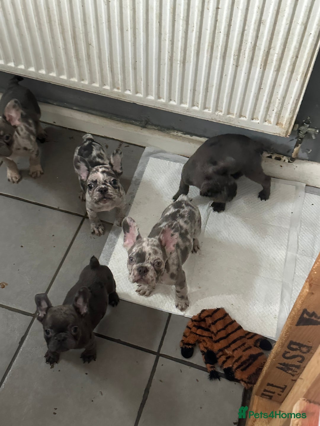 French Bulldog dogs for sale: Lilac carrying fluffy  - Advert 10
