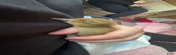 Ducks poultry for sale: Indian x pekin  - Advert 8