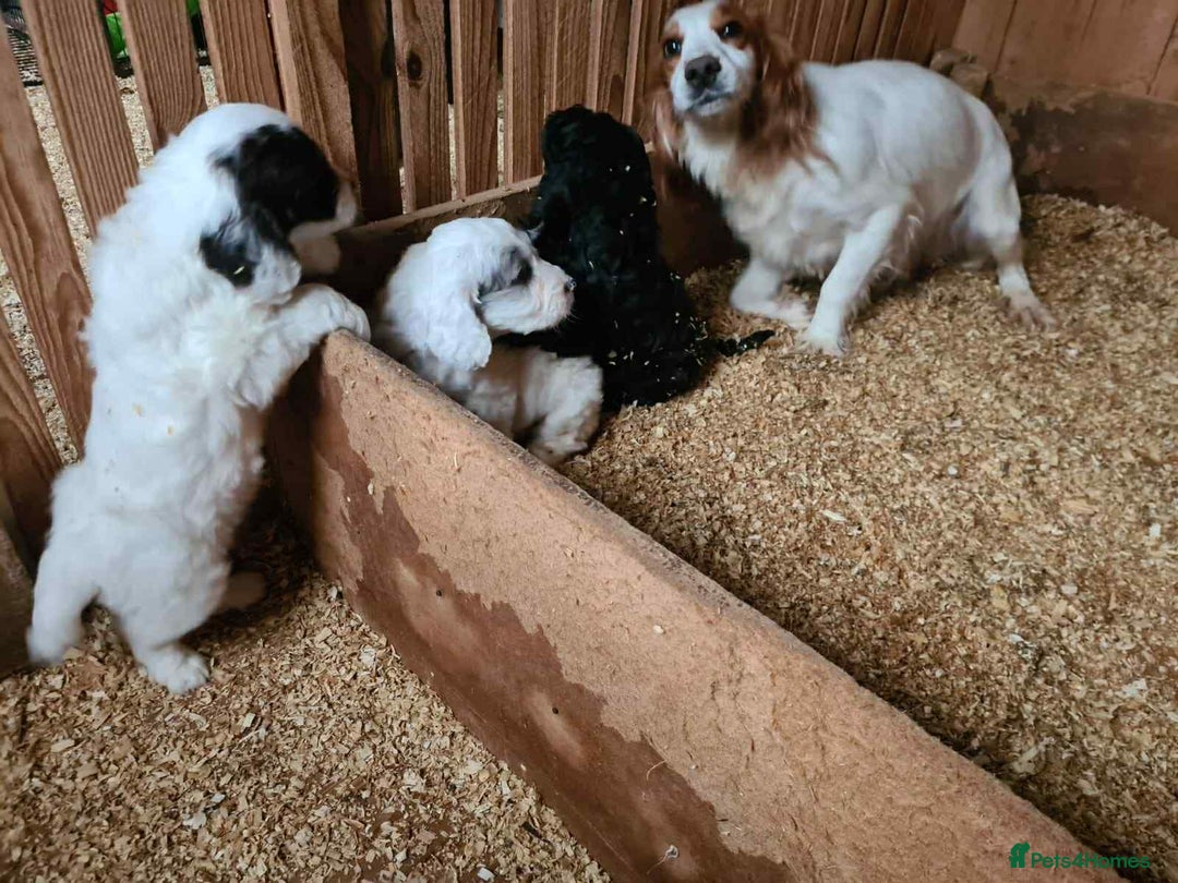 Cockapoo dogs for sale: F1 Merle cockerpoo  - Advert 25