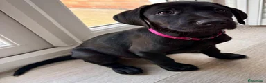 Labrador Retriever 8