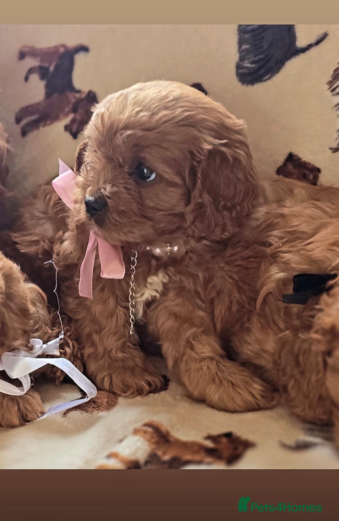 Cavapoo dogs for sale: Ruby red cavapoo puppies  - Image 12